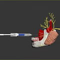 Anatomical Model of Human Head Organ with Teeth Gums Neural Fibers and Oral Tissues