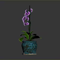 Purple Orchid Plant With Green Leaves And Purple Flowers In Blue Perforated Pot