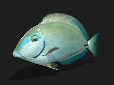 Turquoise Blue Fish With Shiny Scales Distinctive Eye Markings And Sleek Body Shape 3d model