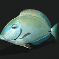 Turquoise Blue Fish With Shiny Scales Distinctive Eye Markings And Sleek Body Shape