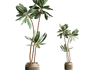 Tall And Short Green Leaf Potted Plants With Brown Stems In Brown Pots 3d model