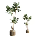 Tall And Short Green Leaf Potted Plants With Brown Stems In Brown Pots