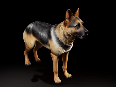 German Shepherd Standing On Black Background With Brown Black Fur Erect Ears Alert Expression 3d model