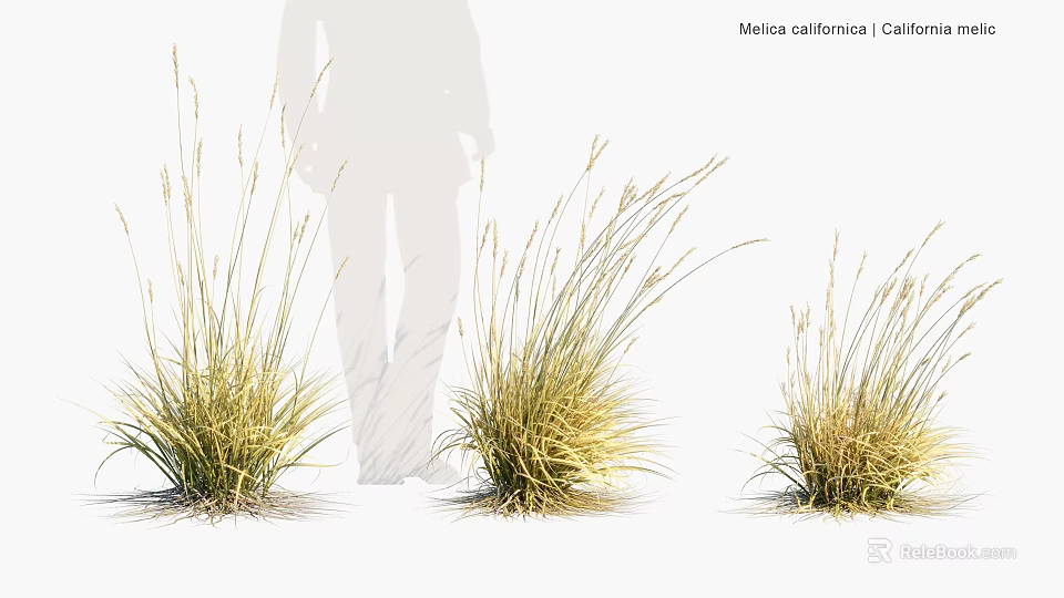 Moraea Californica Clump Forming Plants With Slender Golden Green Leaves 3d model 