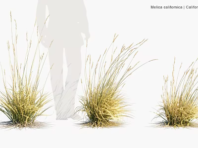 Moraea Californica Clump Forming Plants With Slender Golden Green Leaves 3d model