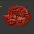 Animal Brain Anatomical Model with Red Yellow Textures and Detailed Structure 3d model