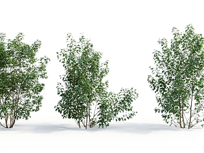 Three Green Leafy Bushes With Lush Foliage For Natural Outdoor Landscaping 3d model