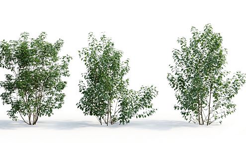 Modern Shrub Plant 3d model