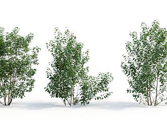 Modern Shrub Plant 3d model