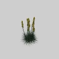 Yellow Flowering Plants with Green Foliage Displayed with Height Measurement Ruler in Natural Growth Form