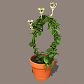 Green Vine Plant Growing In Orange Pot With Circular Shape And White Flowers