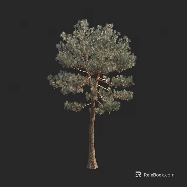 Single Pine Tree with Straight Trunk and Dense Foliage on Black Background 3d model 