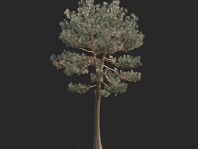 Single Pine Tree with Straight Trunk and Dense Foliage on Black Background 3d model