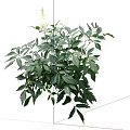 Vibrant Green Shrub with Lush Leaves and Beautiful White Flowers