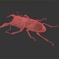 Modern Beetle Deer Island Peony Beetle Beetle 3d model