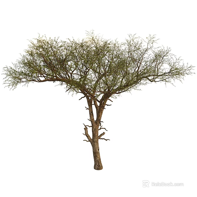 Tall Arbor With Thick Trunk And Wide Spreading Branches Bearing Green Foliage 3d model 