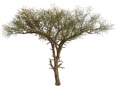 Tall Arbor With Thick Trunk And Wide Spreading Branches Bearing Green Foliage 3d model