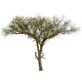 Tall Arbor With Thick Trunk And Wide Spreading Branches Bearing Green Foliage