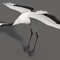 White Crane With Red Crown Spreading Wings And Black Wing Tips Standing Gracefully 3d model