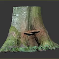 Natural Tree Stump With Green Moss And Orange Accents On Mossy Base