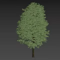Tall Tree With Lush Green Foliage And Brown Trunk Near Walking Person