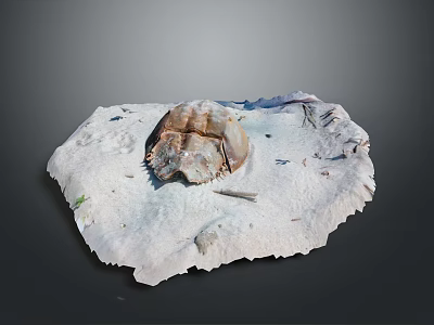 Resting Horseshoe Crab on Sandy Beach with Small Stones and Wood Debris 3d model