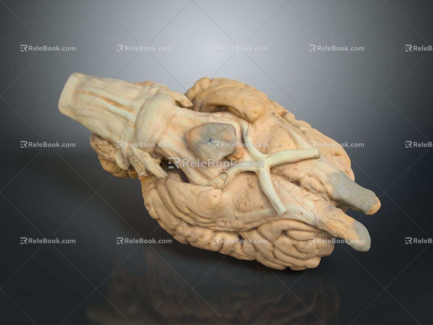 Human Brain Human Brain Brain Structure Head Planer Face Human Head Planer Face Human Brain Planer Face Structure 3d model