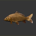 Modern carp freshwater fish marine fish 3d model