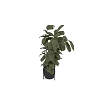 Potted Bonsai Plant With Green Large Leaves In Black Pot For Indoor Decoration