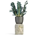 Varied Indoor Potted Plants In Gray Pots With Diverse Leaf Types For Home Decor