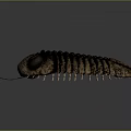 Detailed Trilobite 3D Model Featuring Compound Eyes Carapace Antennae And Legs