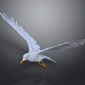 White Seagull Flying Animal With Spreading Wings Orange Beak And Yellow Feet