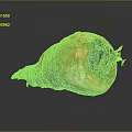 Freshly Harvested Root Vegetable With Soil And Small Green Shoots On Dark Reflective Background