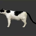 Black and white cat standing on smooth reflective surface against gray background 3d model