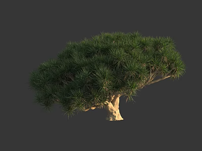 Lush Green Tree with Dense Foliage and Light Colored Curved Trunk 3d model