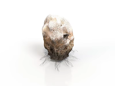 Wood Stone Decorative 3D Model With Natural Texture Holes And Root Like Fibers 3d model