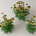 Yellow Potted Flowers With Green Leaves For Decorative Indoor Floral