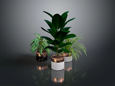 Different Types of Indoor Houseplants in Various Material Pots on Dark Reflective Surface 3d model