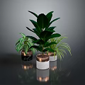 Different Types of Indoor Houseplants in Various Material Pots on Dark Reflective Surface