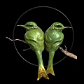 Two Green Hummingbirds Perched on Branch in Circular Frame with Black Background