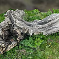 Natural Weathered Wood Log Surrounded By Green Grass And Lush Plants