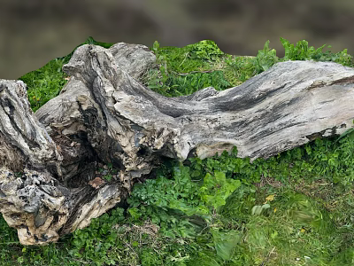 Natural Weathered Wood Log Surrounded By Green Grass And Lush Plants 3d model