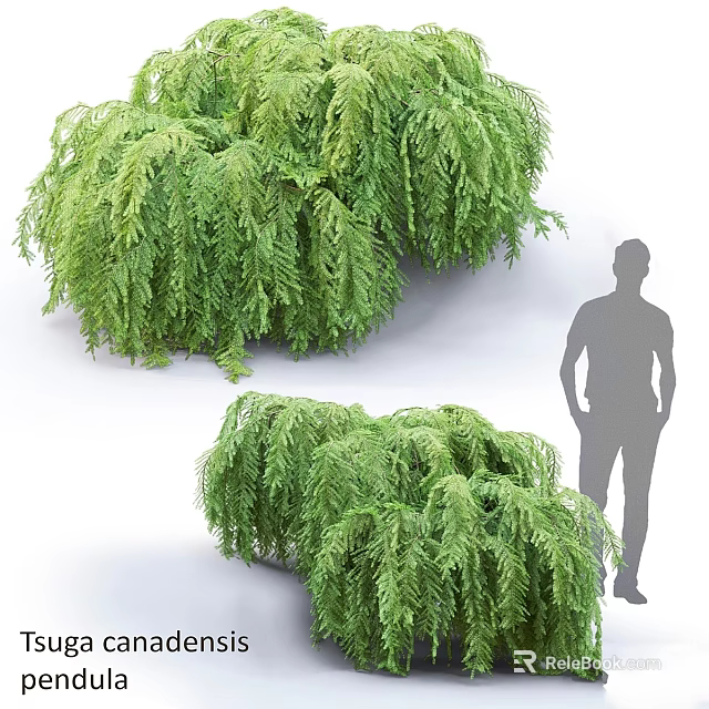 Lush Green Fern Plant Clusters As Garden Decor With Human Silhouette For Scale 3d model 