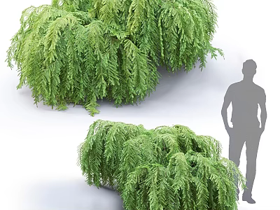 Lush Green Fern Plant Clusters As Garden Decor With Human Silhouette For Scale 3d model