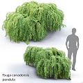 Lush Green Fern Plant Clusters As Garden Decor With Human Silhouette For Scale