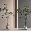 Minimalist Bonsai Plants in Clear Glass Vases with Bamboo and Olive Tree for Indoor Decor