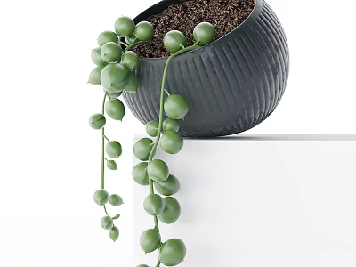 Bonsai Potted Plant With Green Round Leaves Black Ribbed Pot And Hanging Vines 3d model