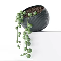 Bonsai Potted Plant With Green Round Leaves Black Ribbed Pot And Hanging Vines
