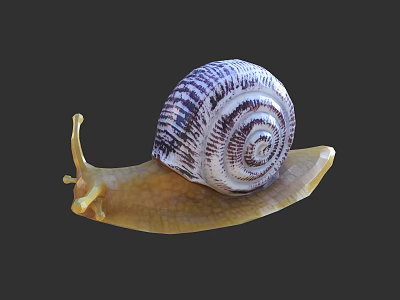 Detailed Reptile Snail With Spiral Shell And Yellow Body On Dark Background 3d model