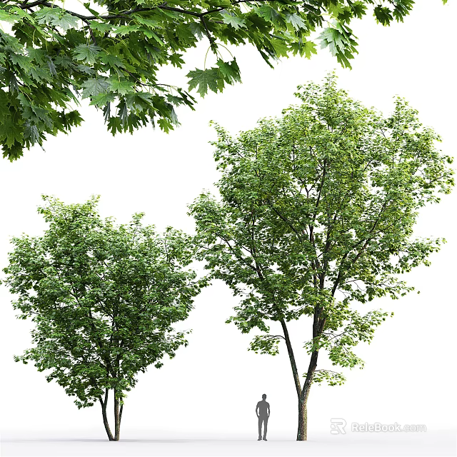 Lush Green Deciduous Arbor With Dense Foliage And Tall Straight Trunk 3d model 